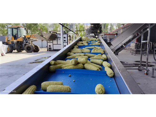 全自動甜玉米加工（gōng）生產流水線工作原理